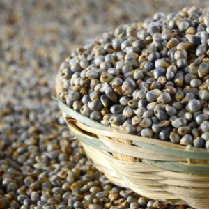 Pearl Millet (Bajra)