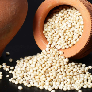 Sorghum Millet (jowar)