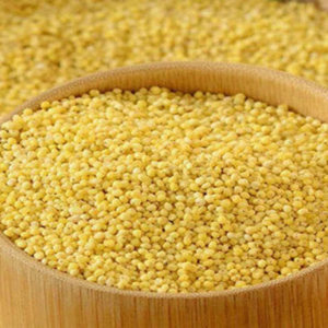 Foxtail Millet (kakum/kangni)