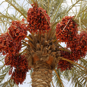 Date Palms