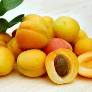 Apricot (Jardalu)