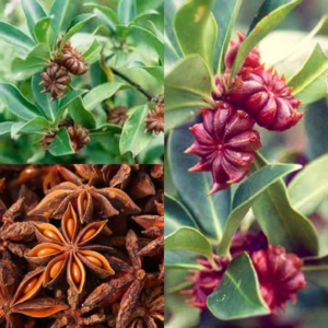 Star Anise