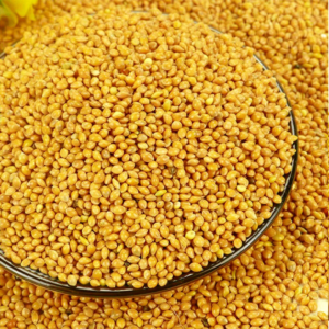 Broomcorn Millet