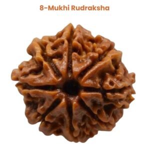 8 Mukhi Rudraksha