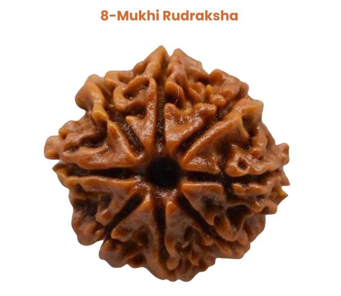 8 Mukhi Rudraksha